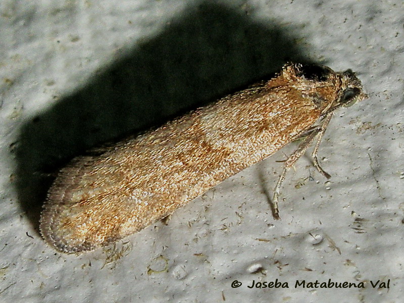 Micro da id. 3: Tortricodes alternella - Tortricidae